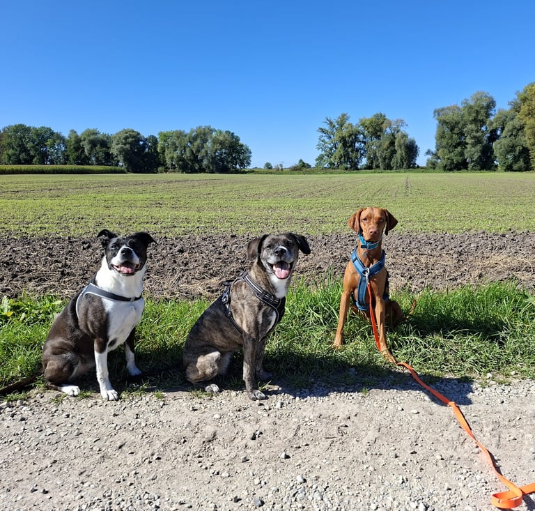 mobile Hundeschule Erding und Umgebung mobiles Hundetraining Hundebetreuung Gassi Service Social Wal