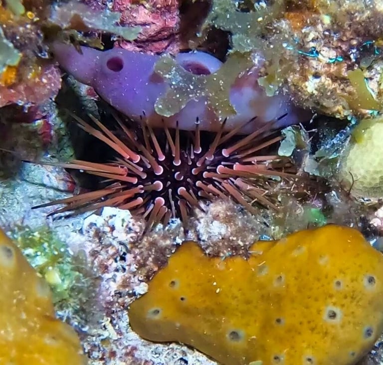 Reef urchin sheltering among sponges, algae, and coral crevices