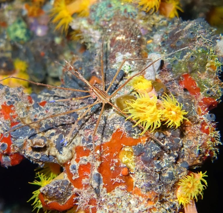 Yellowline arrow crab surrounded by bright yellow cup corals