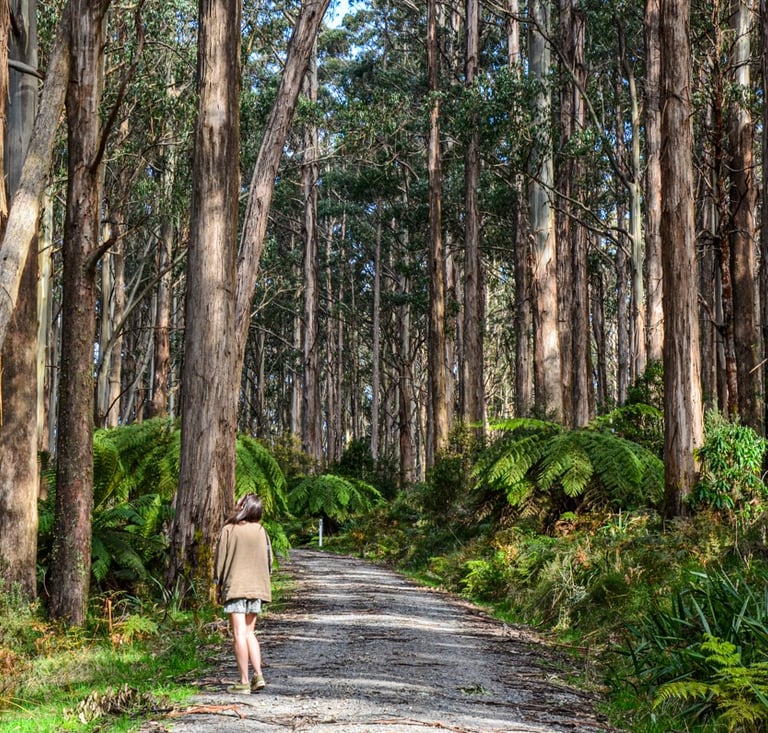 Explore Melbourne - hiking in the Yarra Valley
