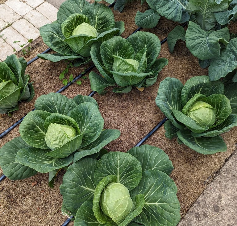 Lašelinis laistymas žemės ūkiui, daržui ar pakeltoms lysvėms