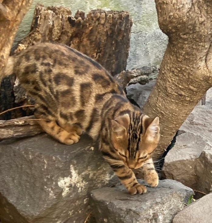 A spotted Bengal kitten climbing on grey rocks near a tree trunk in an outdoor enclosure.