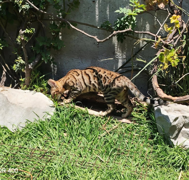 A spotted Bengal kitten explores a backyard garden with green grass, rocks, and vines.