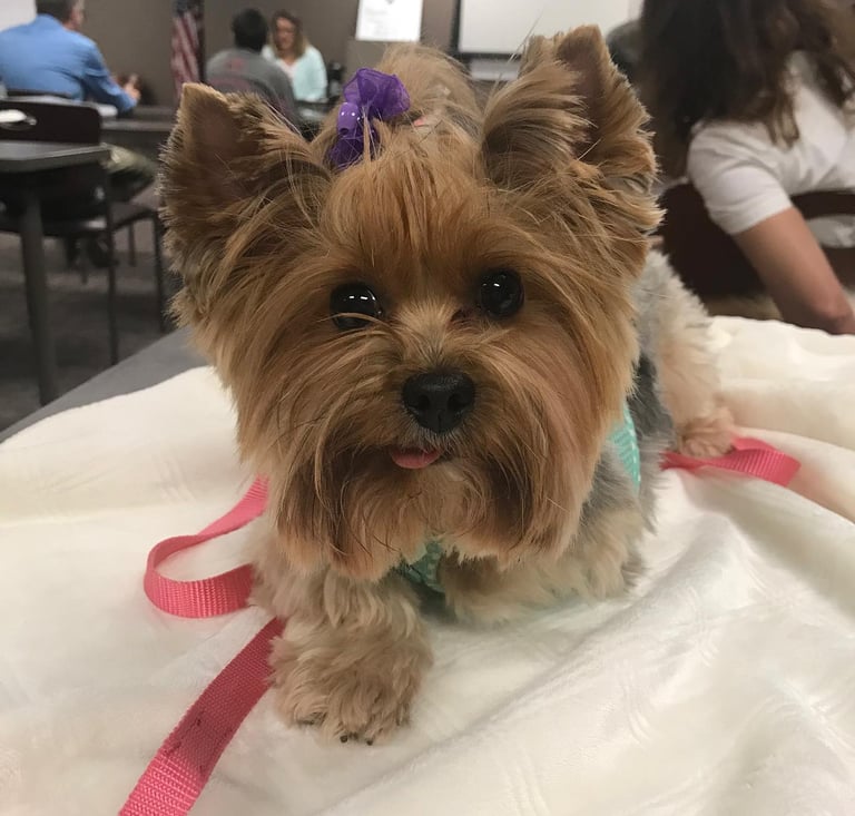 Pet Partners Therapy Dog Roo.