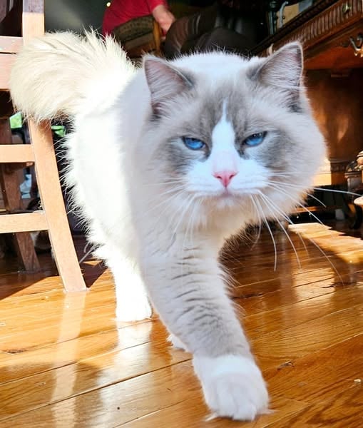 bi color blue mitted ragdoll cat blue eyed TICA registered ragdoll cat