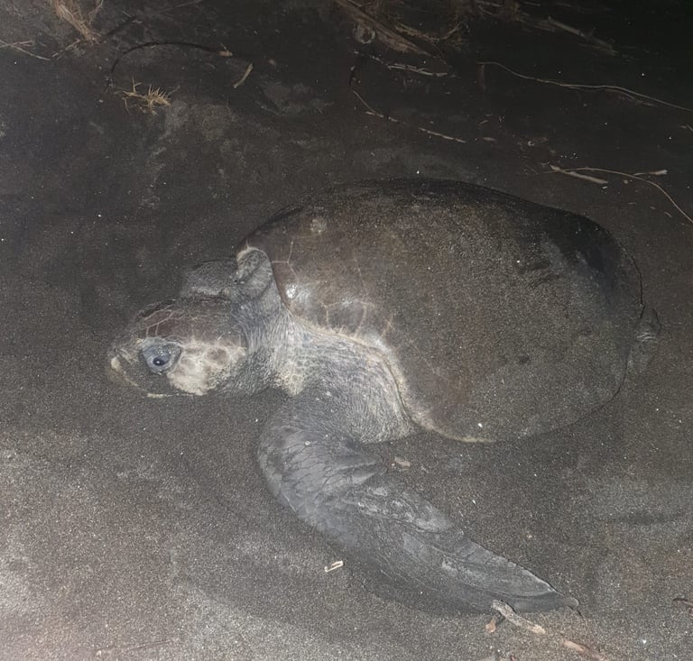 Juan Venado Island | Leon, Nicaragua | The Original Tours