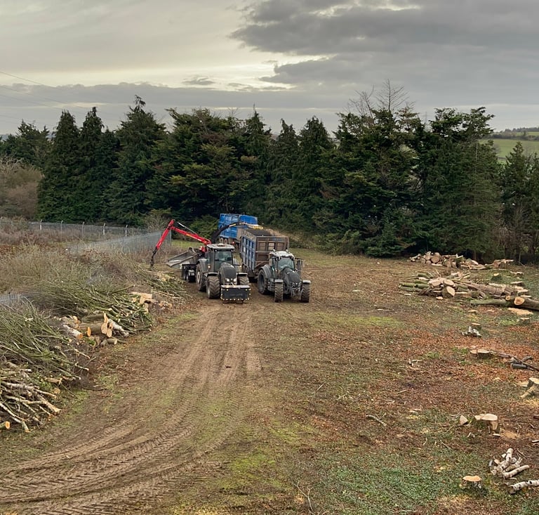 trees being removed from a site