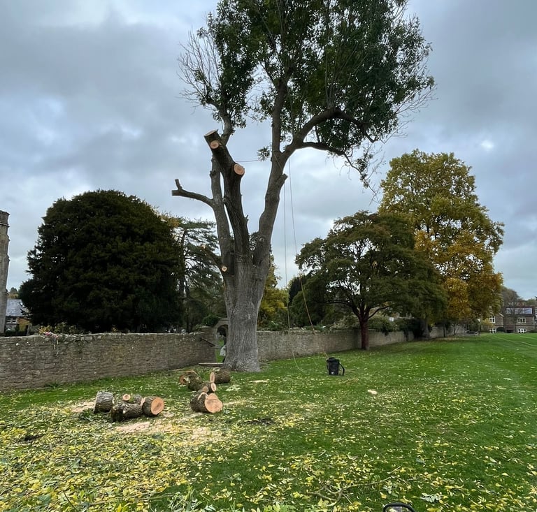 tree pruning service