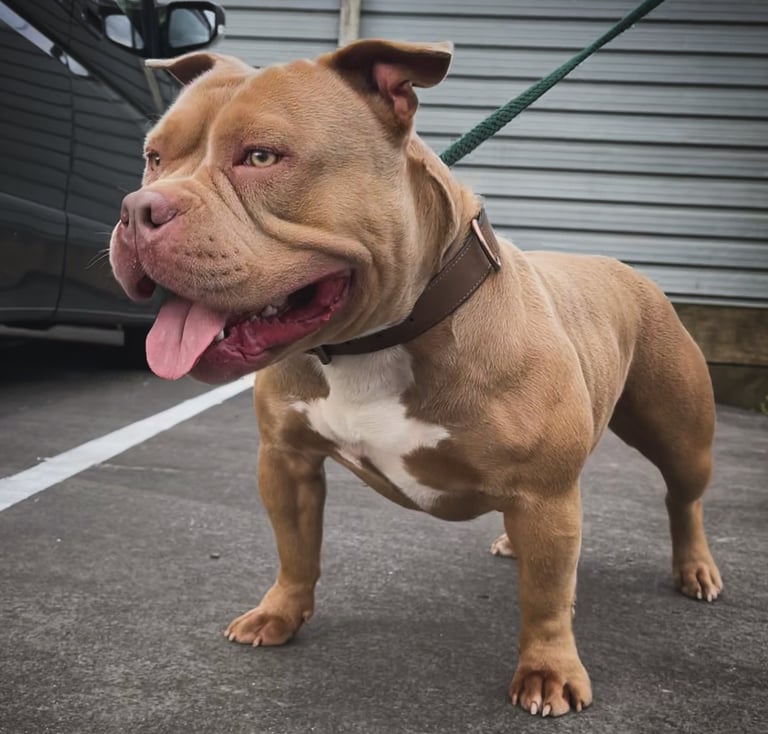 lilac pocket American Bully New Zealand