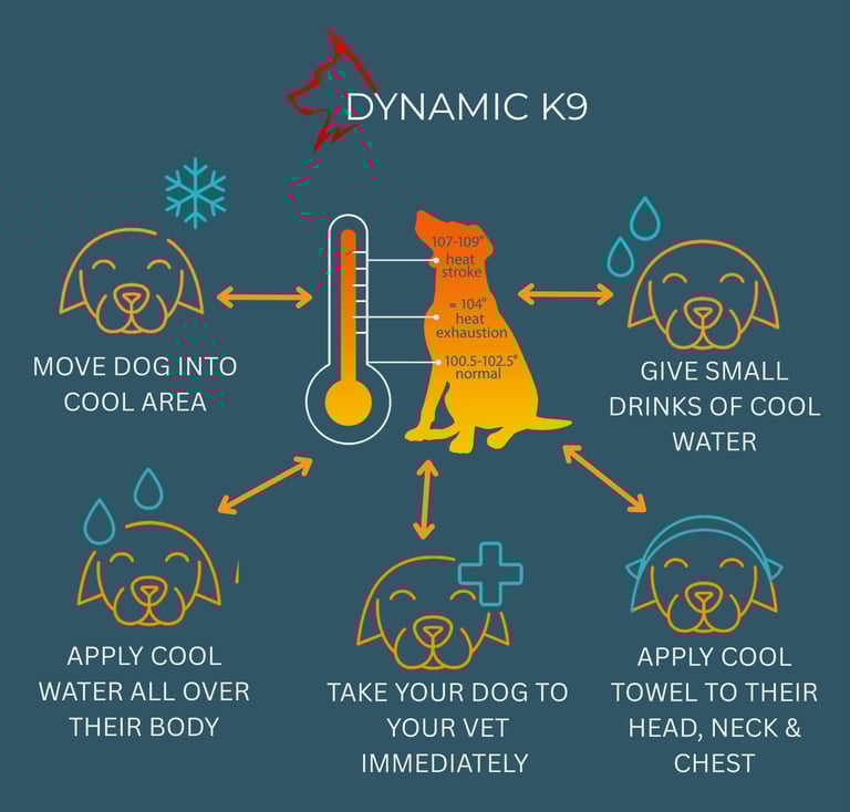 Infographic: 5 steps to cool a dog during heat stroke – Dynamic K9 Tampa.