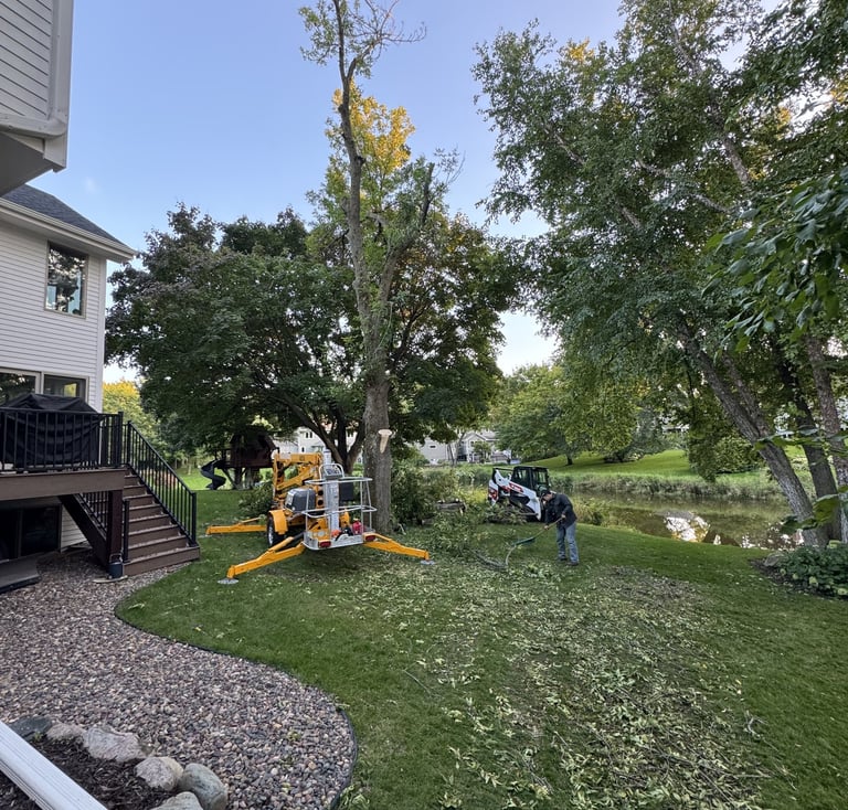 tree-removal-near-home.jpg