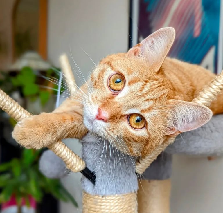 Piiraka relaxing on a cat tree during a home pet sitting visit in Edinburgh.