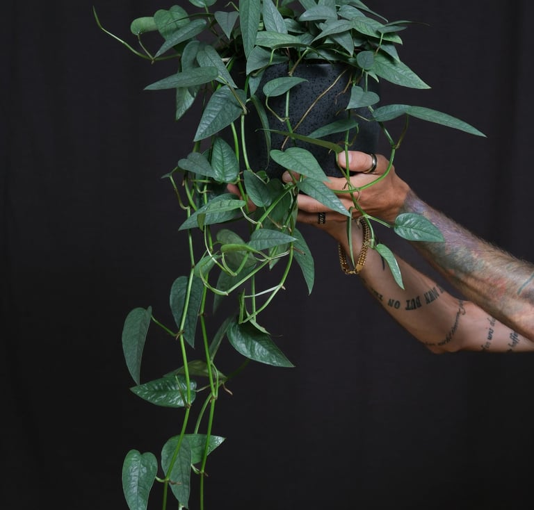 Epipremnum Cebu Blue