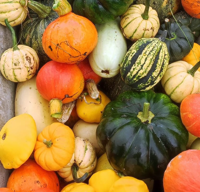 Sękiewiczówka - agroturystyka małopolska - gospodarstwo agroturystyczne dla dzieci - ekologiczne