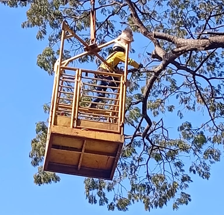 Poda e remoção de arvores e galhos