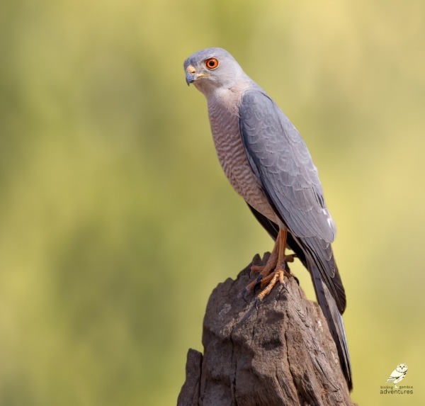 Shikra perched on branch in Gambia