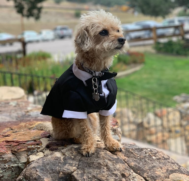 Benji @ Kelly's Wedding
