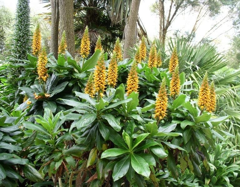 multiple Carny Island Foxglove Plants for containers