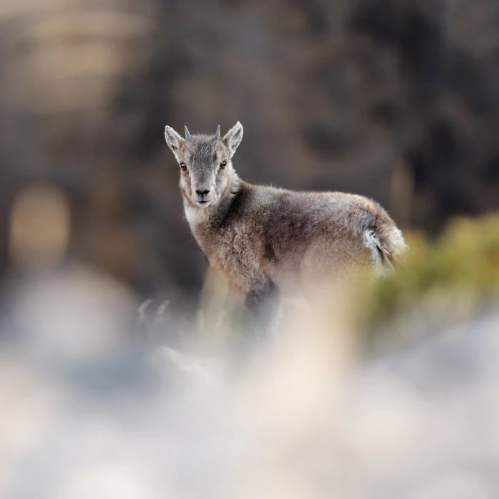 Séjour observation animalière Rencontres sauvage Queyras GypAster