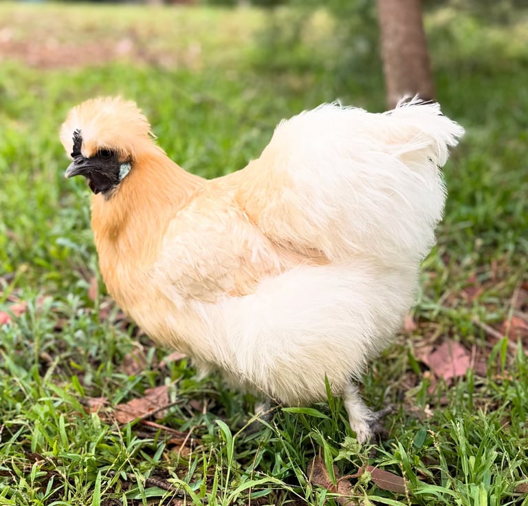 silkie hen