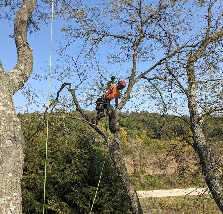 Ben performs a pruning limb walk