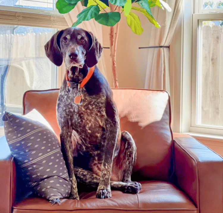 a dog sitting on a couch in a living room