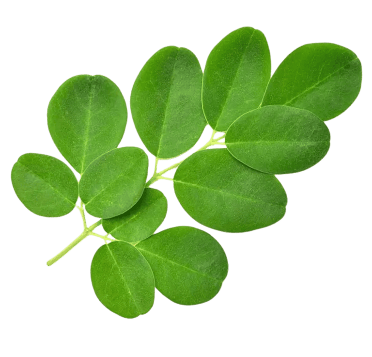 Moringa Leaves - WEARE OCEAN EXPORT