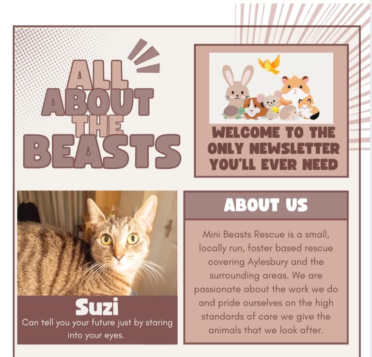 Mini Beasts Newsletter Image featuring rescue cat Suzi