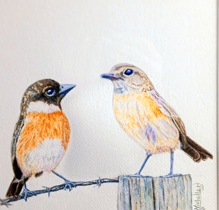 Stonechats, Garden Birds