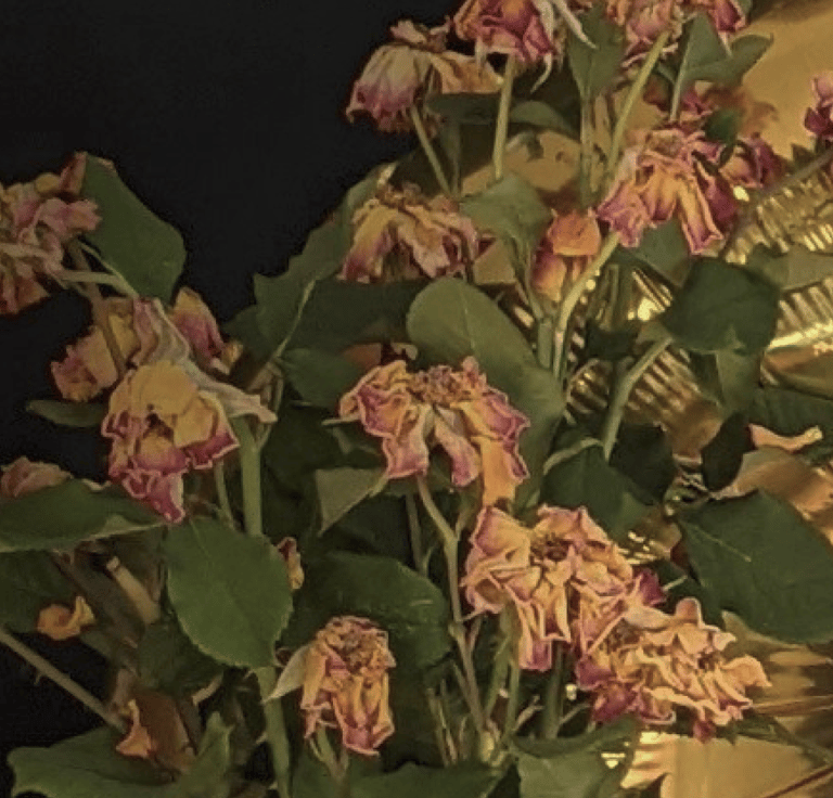 Dead pink and orange roses