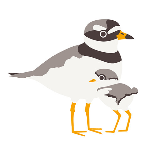 Icon from Saving Uist Nature logo