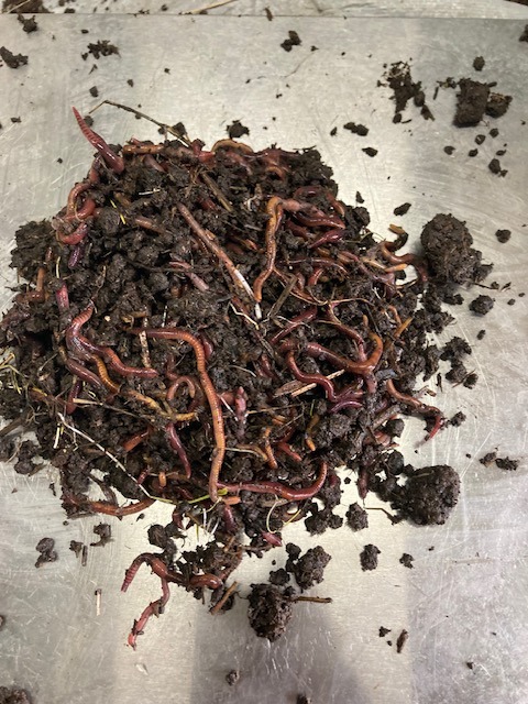 vermiculture-products