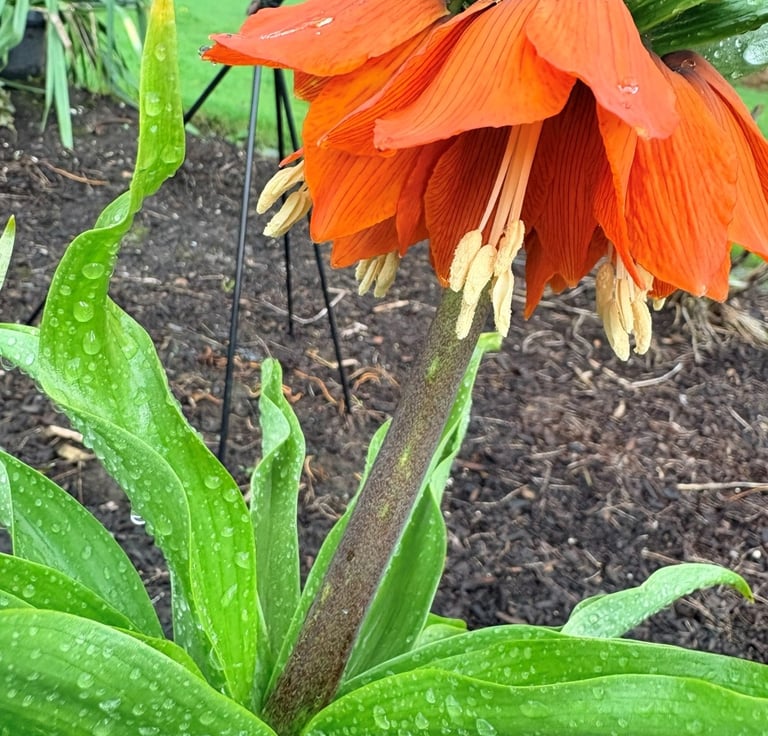 Orange crown imperial flower with raindrops on vibrant green leaves in a garden bed.