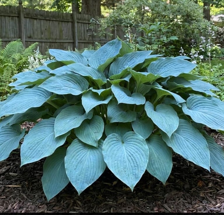 A large Blue Angel Hosta perennial plant with giant blue-green leaves growing in a backyard garden bed with mulch.