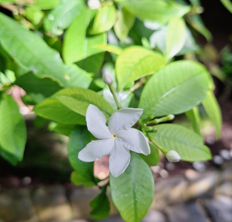 a bush with one white pinwheel flower