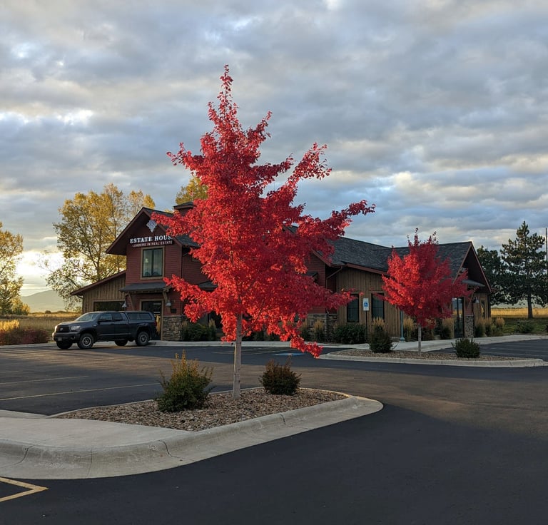 a red tree in a parking lot with a truck parked in front of it