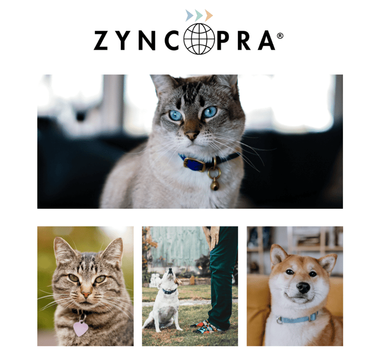 Accesorios premium para mascotas de Pawnest: collares, camas y diseños exclusivos fabricados 