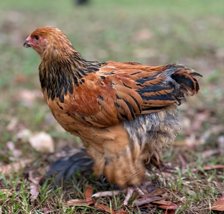 Brahma hen