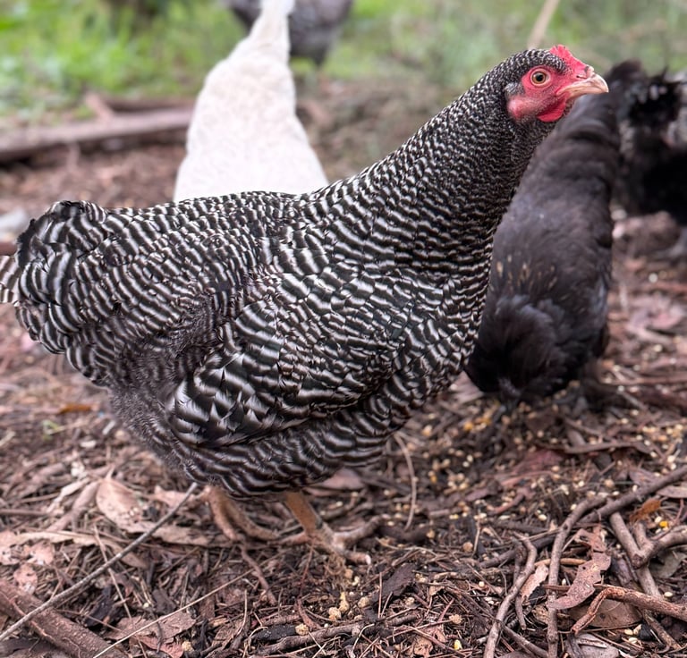 Plymouth Rock Heritage Hen