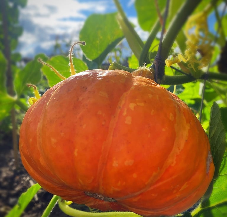 UCHIKI KURI WINTER SQUASH