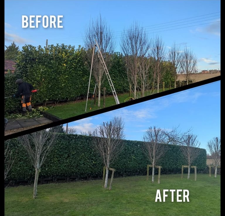 Hedge trimming services in Cheltenham