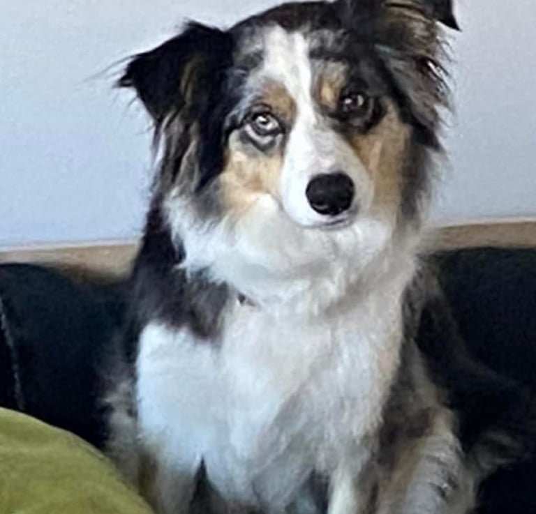 tri blue merle border collie puppies 
