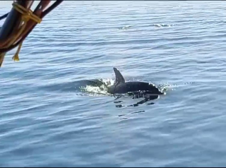 Dolphin watching