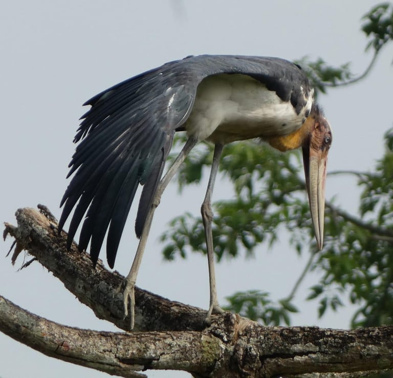Marabout in Bardiya national park