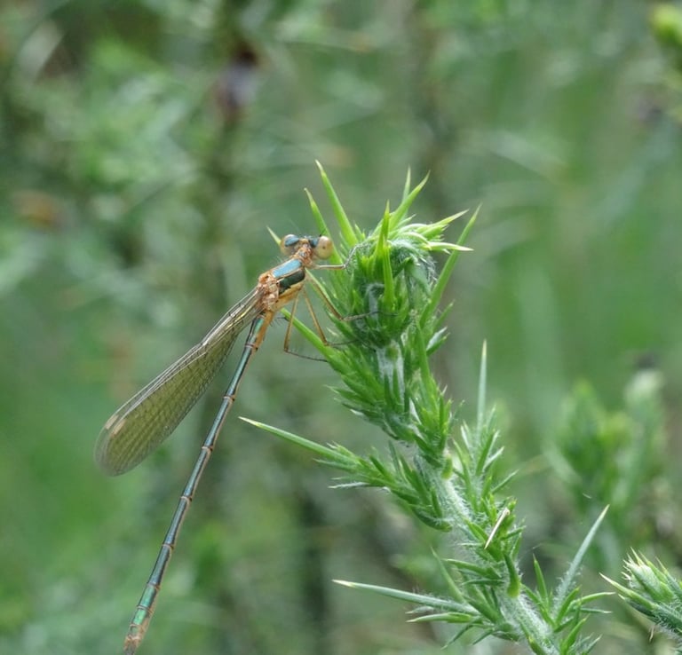 Leste observée dans le cadre d'un diagnostic écologique
