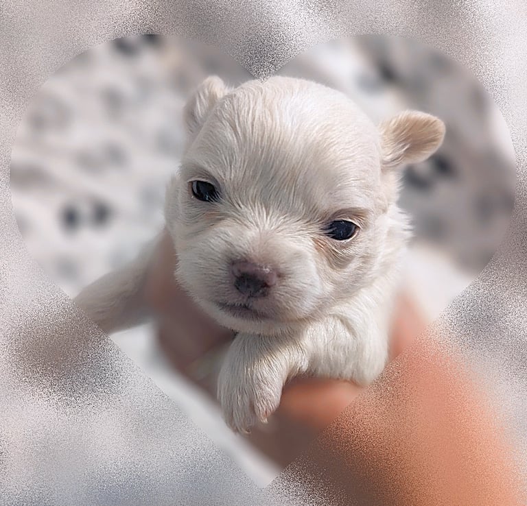 white long haired chihuahua puppies for sale in new york city