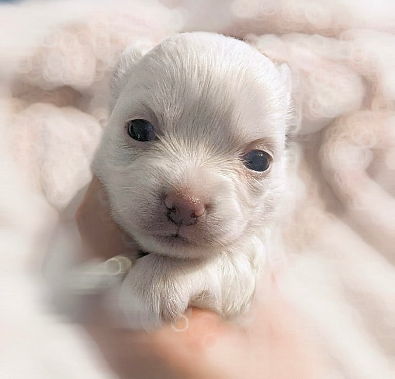 white long haired chihuahua puppy for sale in new york city