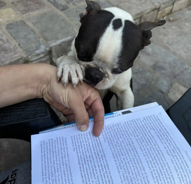 Boston Terrier Blanco y Negro junto a su dueño que esta leyendo y que tiene la pata sobre su mano