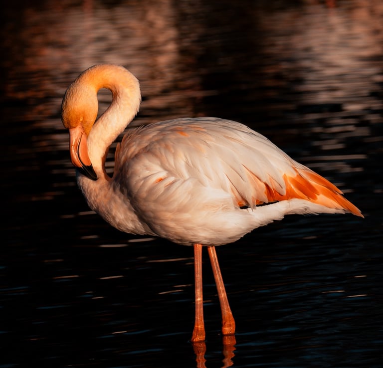 a flamingo bird standing in the water