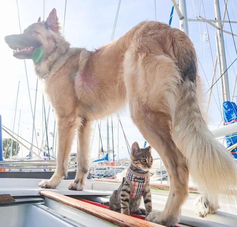 A dog and a cat relaxing on a sailboat in the Caribbean – representing online veterinary service